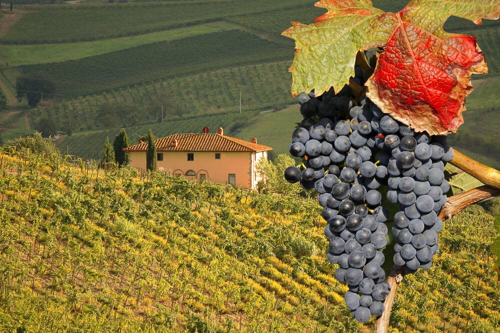 Plantação de uva em vinícola
