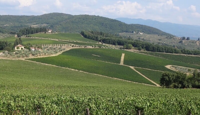 Plantação da vinícola Marchesi Frescobaldi