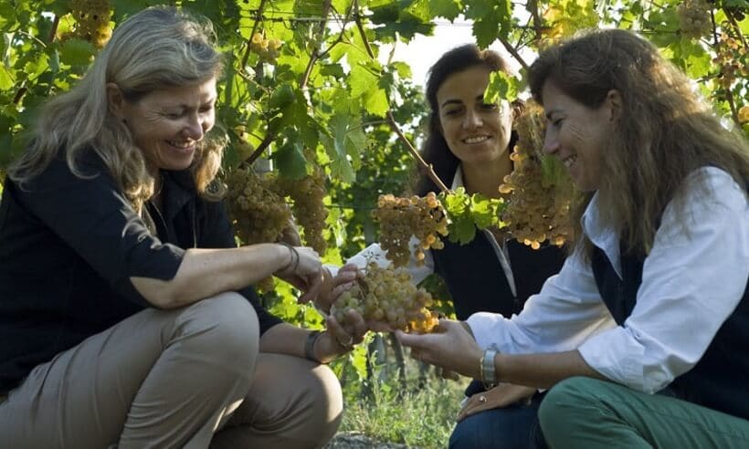 Mulheres em plantação de uva para produção de vinho