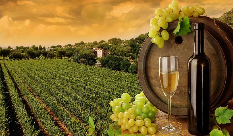 Garrafa de vinho e de fundo plantação de uvas