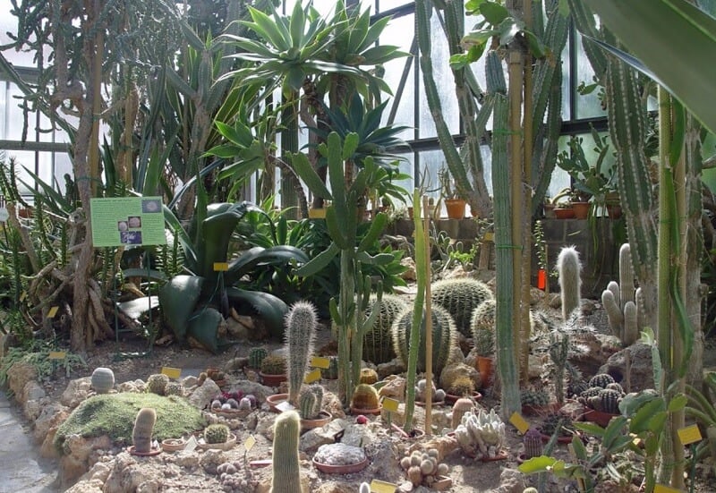 Coleção de cactus do Orto Botânico dell'Universitá di Siena