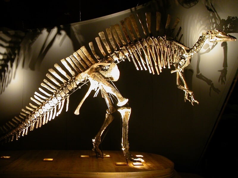 Esqueleto ósseo de dinossauro exibido no Museu de História Natural de Veneza