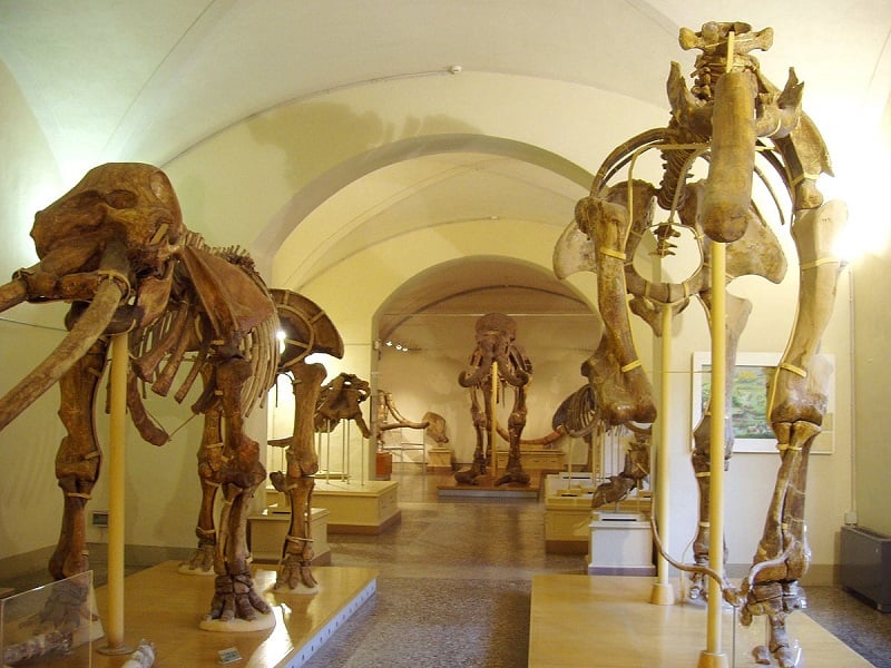 Museu de História Natural de Florença