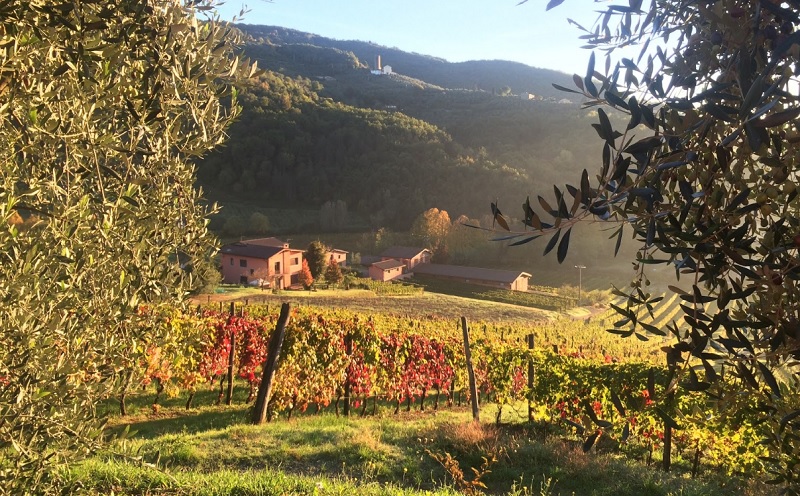 Vinícola Greo Winery perto de Lucca